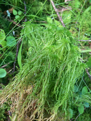 Sphagnum