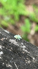 Heteroptera