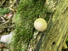 Apioperdon