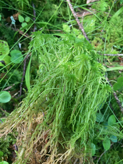 Sphagnum