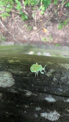 Heteroptera