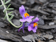 Linaria alpina