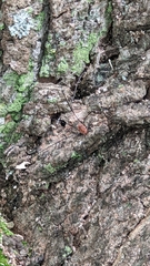 Leiobunum aldrichi