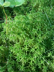 Sphagnum