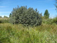Salix hookeriana