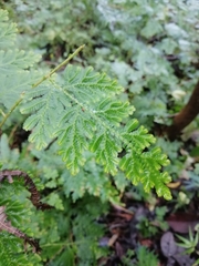 Selaginella