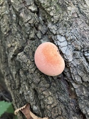 Rhodotus palmatus