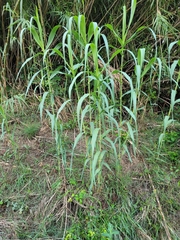 Arundo donax