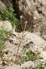 Picris pauciflora