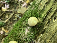 Apioperdon