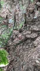 Leiobunum aldrichi