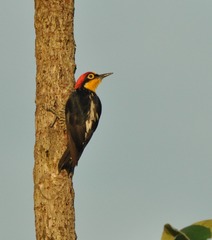 Melanerpes flavifrons