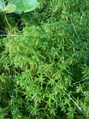 Sphagnum