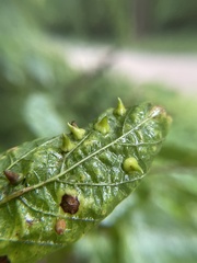 Celticecis spiniformis