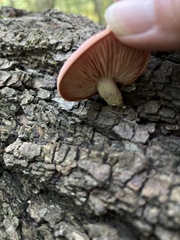 Rhodotus palmatus