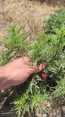 Ambrosia psilostachya