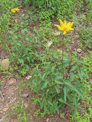 Heliopsis parvifolia
