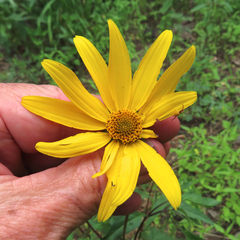 Heliopsis parvifolia