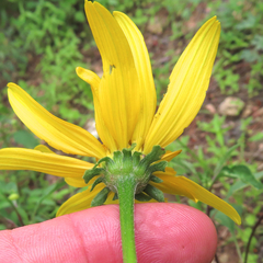Heliopsis parvifolia