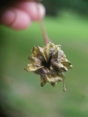 Andricus quercuscalicis