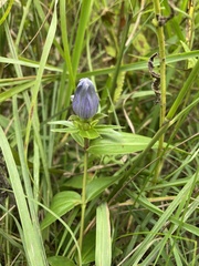 Gentiana × pallidocyanea