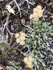 Antennaria