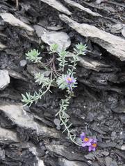 Linaria alpina