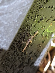 Anstenoptilia marmarodactyla
