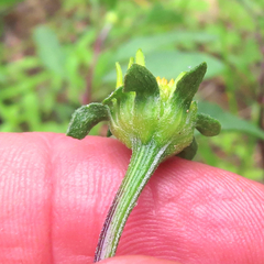 Heliopsis parvifolia