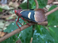 Scamandra daphne