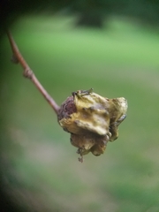 Andricus quercuscalicis