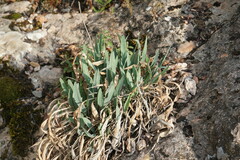Takhtajaniantha crispa