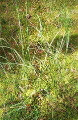 Carex nigra