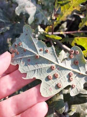 Neuroterus numismalis