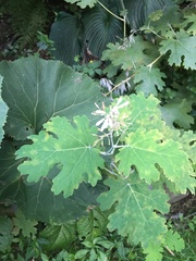 Macleaya cordata