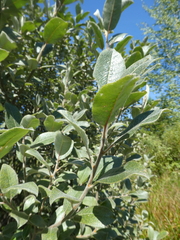 Salix hookeriana