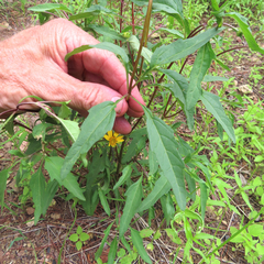 Heliopsis parvifolia