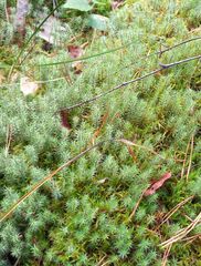 Polytrichum strictum