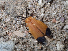 Lycus arizonensis