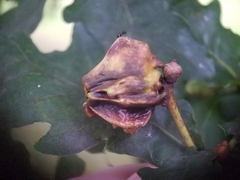 Andricus quercuscalicis