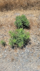 Ambrosia psilostachya