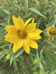 Helianthus grosseserratus