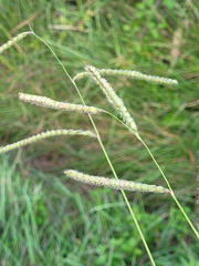 Paspalum dilatatum