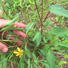 Heliopsis parvifolia
