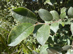 Salix hookeriana