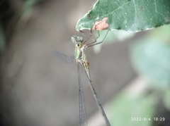 Chalcolestes parvidens