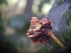 Andricus quercuscalicis