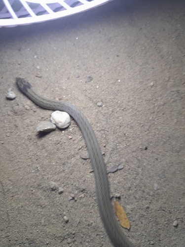 Pegu Kukri Snake