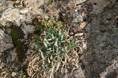 Takhtajaniantha crispa