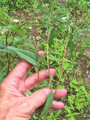 Heliopsis parvifolia